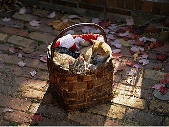 《消逝的光芒：困兽》日本被和谐 暴力画面减少