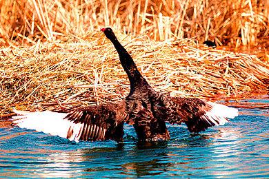 CDPR聘请Mod作者 帮助完善《赛博朋克2077》